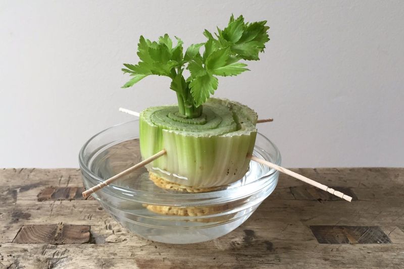 Watch For Tiny Leaves Before Expecting Stalks