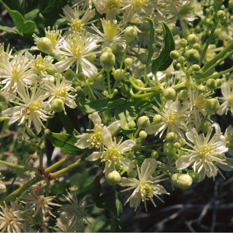 Virgin's Bower Clematis