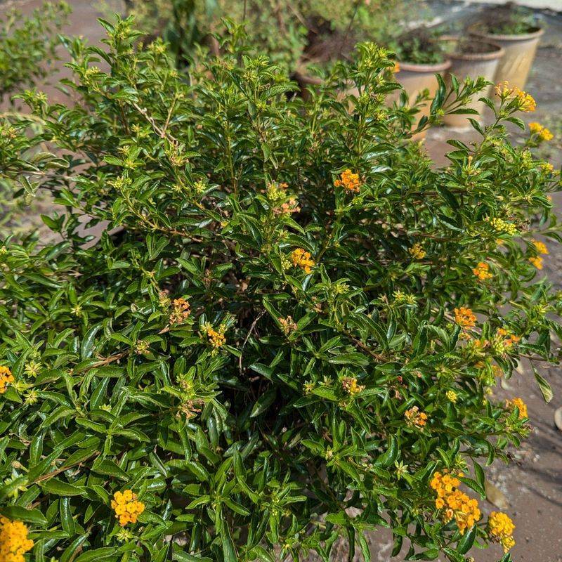 Pineland Lantana Is The Native Lantana You Rarely See
