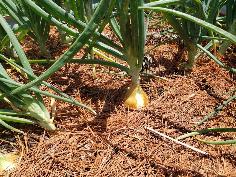 Onion Sets Establish Early For A Strong Season