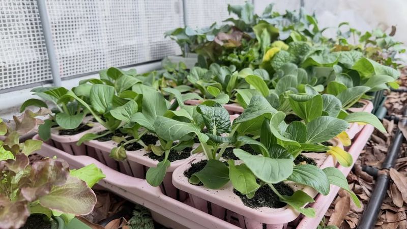 Cucumbers That Climb And Take Off Fast