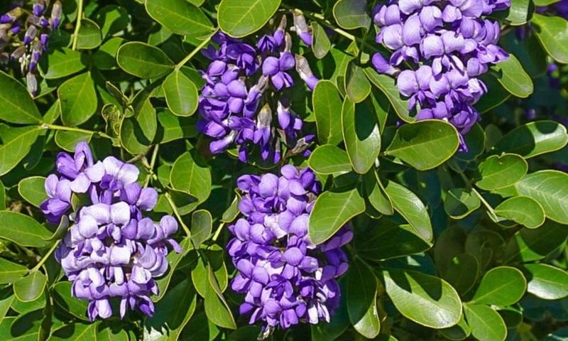 Texas Mountain Laurel Shows Deep Purple Flowers With Fragrance