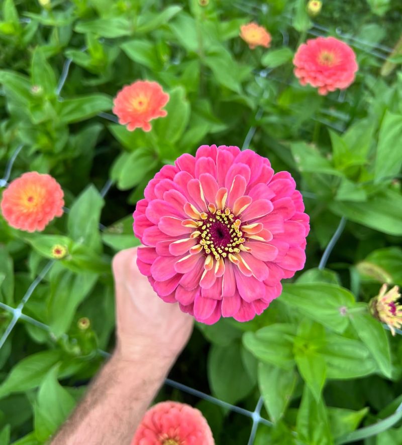 Zinnia Bursting With Bright Summer Color