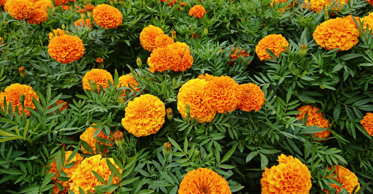 Cheap Flowers That Will Make Your Oregon Garden Pop