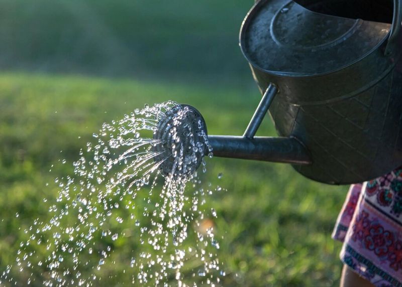 Build A Consistent Watering Routine