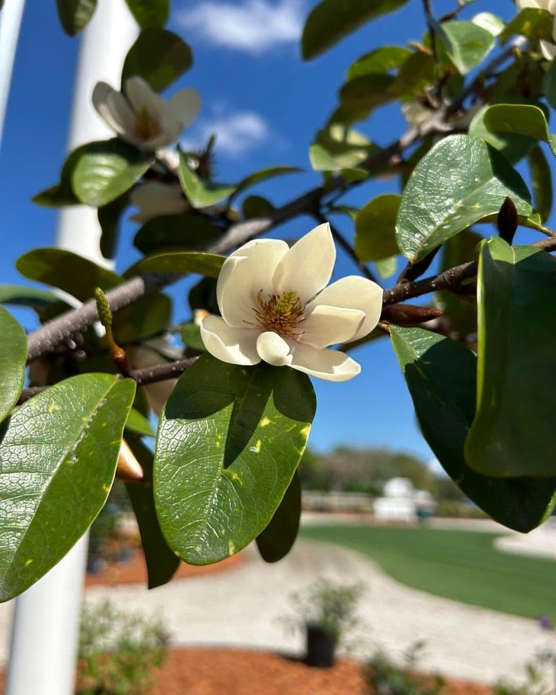 Evaluate Sunlight And Soil Conditions Before Planting