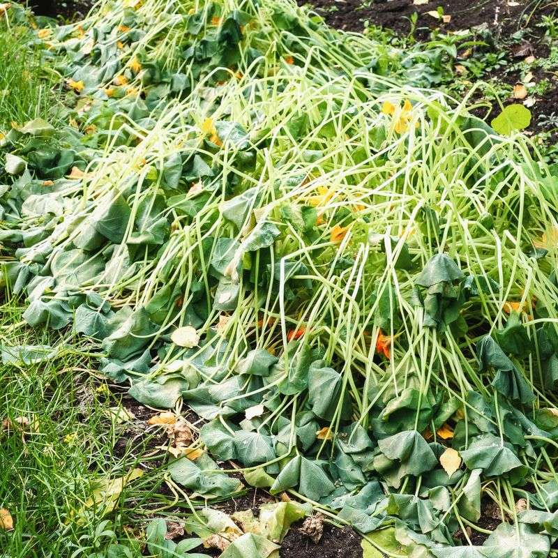 Avoid Fertilizing Right Away