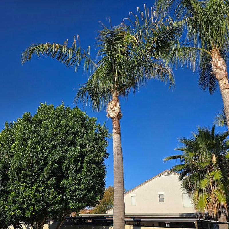 Hold Off On Heavy Fertilizing Until Active Growth Picks Up