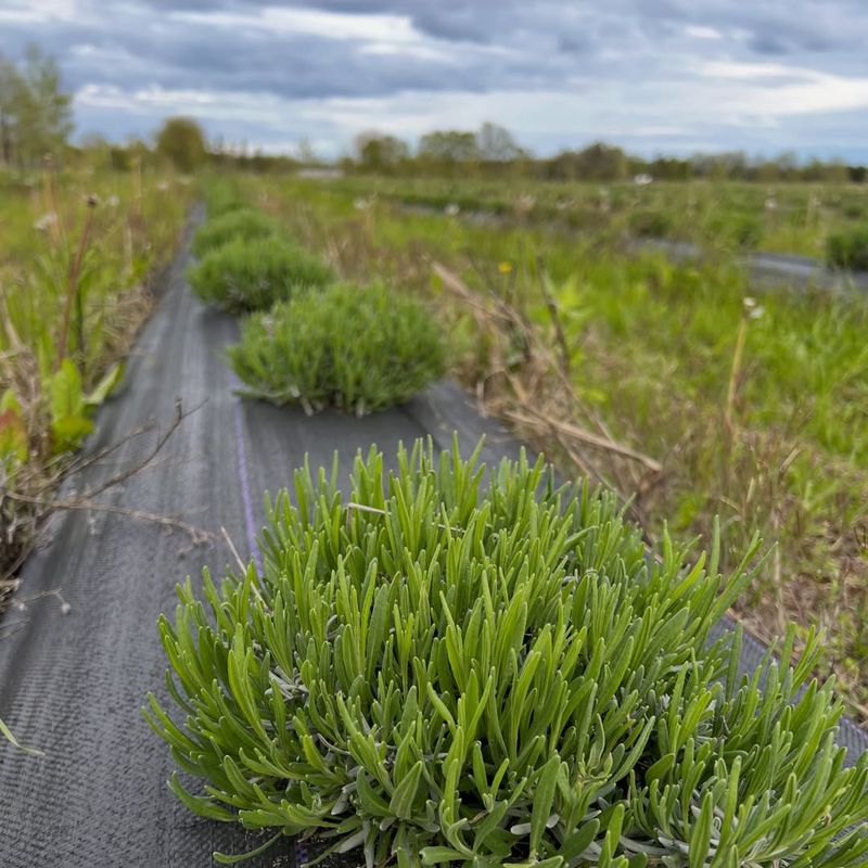 Prune Lightly To Shape And Encourage Branching