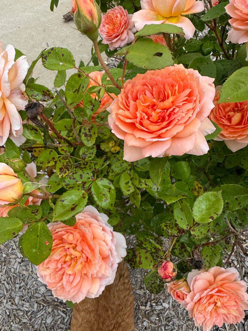 Improve Airflow To Limit Disease Problems