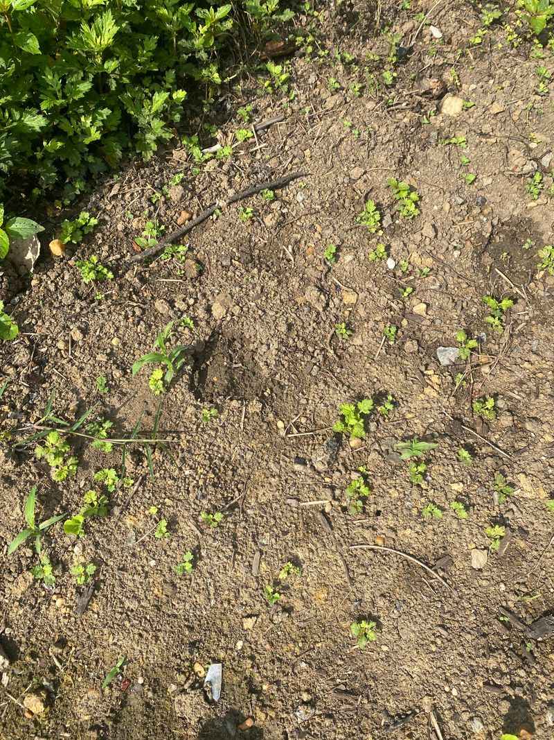 Look For Fresh Droppings Or Tracks