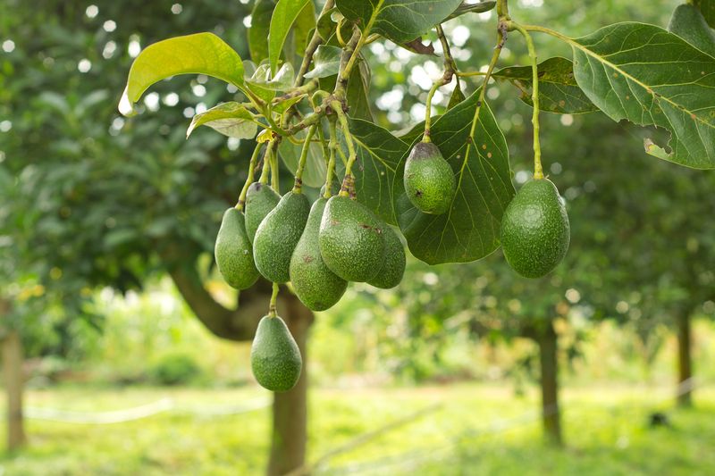 Care For Each Fruit Tree Differently