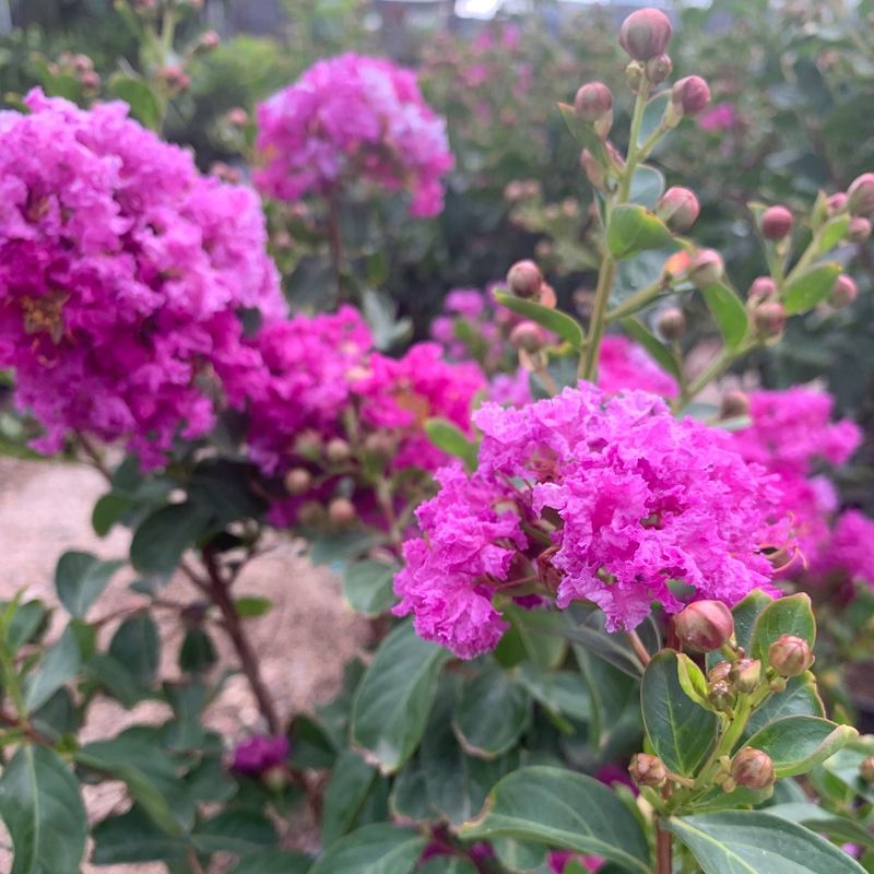 Apply A Light Fertilizer If Growth Looks Slow