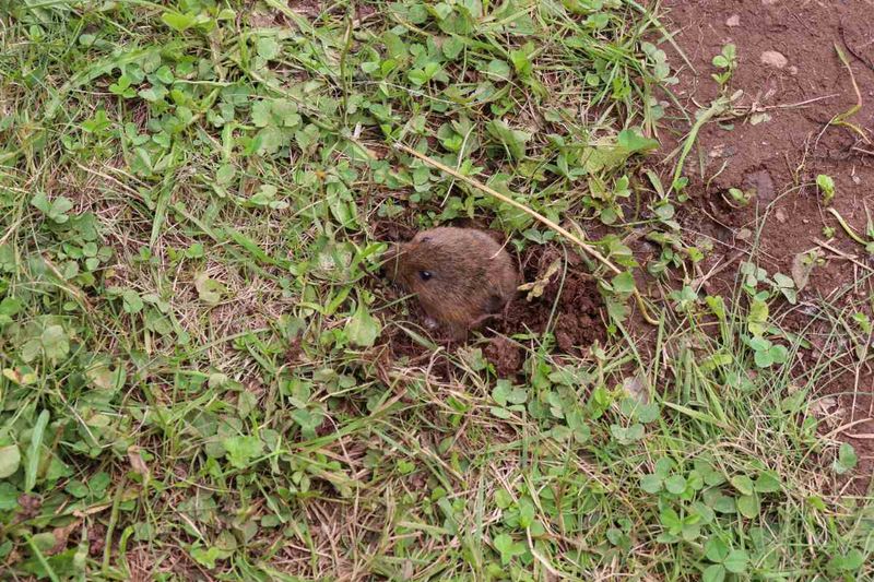 Look For Vole Damage At Soil Level