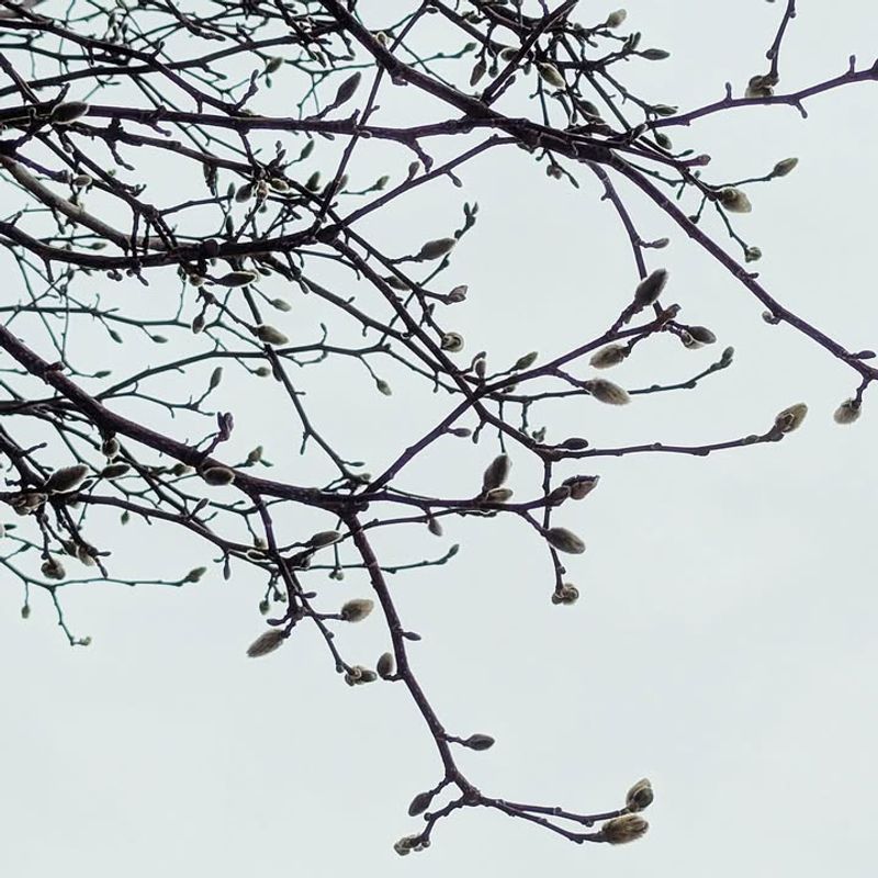 Identify Where New Buds Are Forming