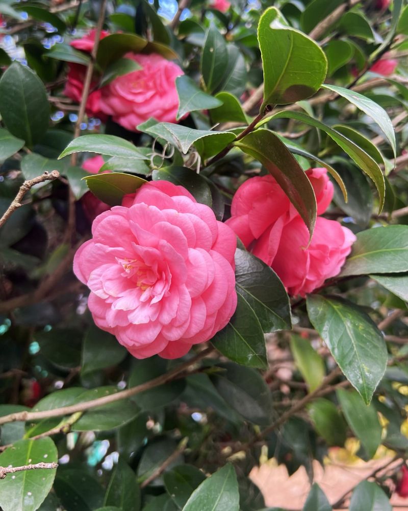 Don't Pull Blooms To Avoid Damaging New Growth