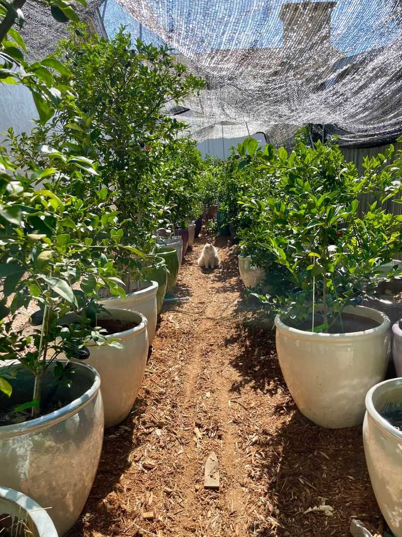 Protect Young Trees From Sudden Temperature Swings