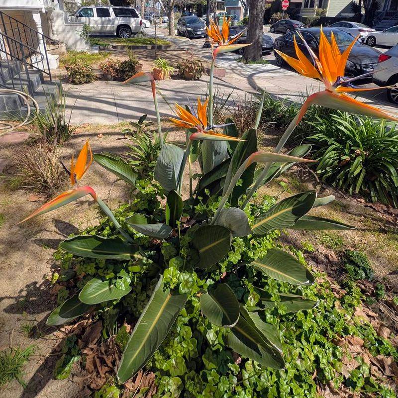 Move Or Shield Plants From Harsh Afternoon Sun