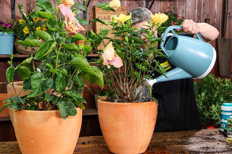Adjust Your Watering Routine For Rising Heat