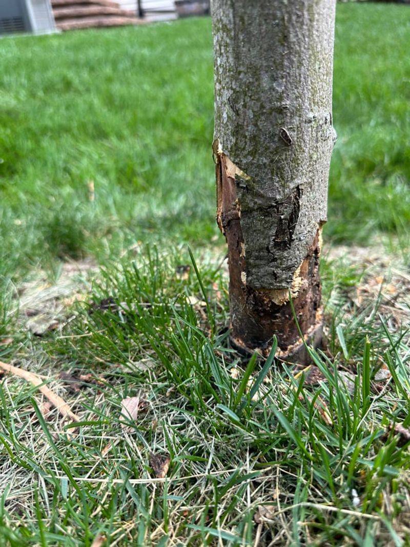 Look At The Height Of The Damage