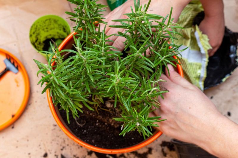 Transplant After Strong Roots Have Formed