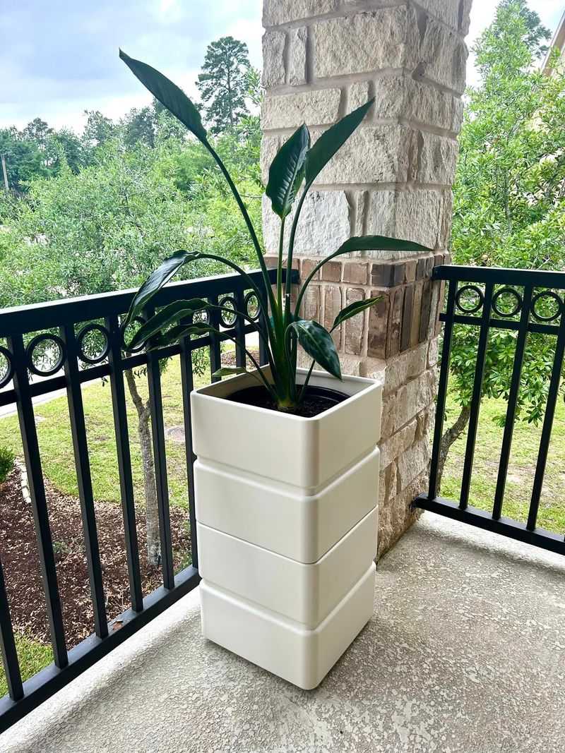 Grow In Containers Where Freezes Are A Risk