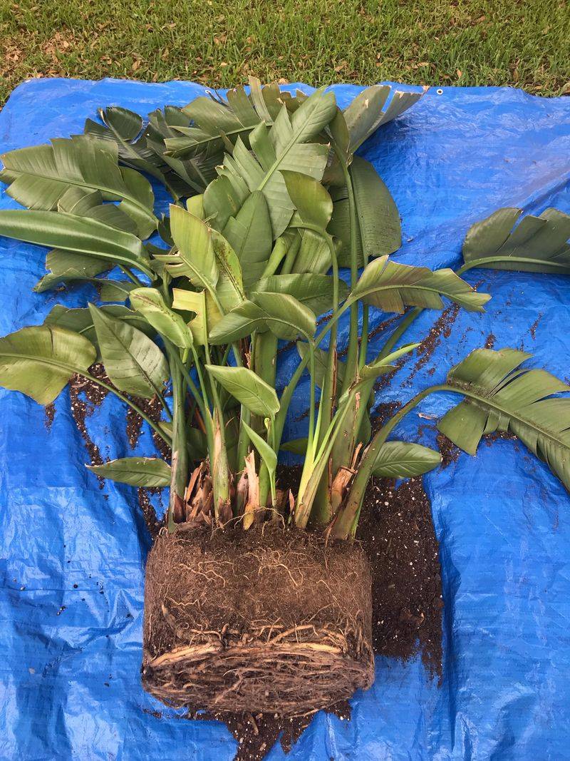 Divide Crowded Clumps Before Summer Stress