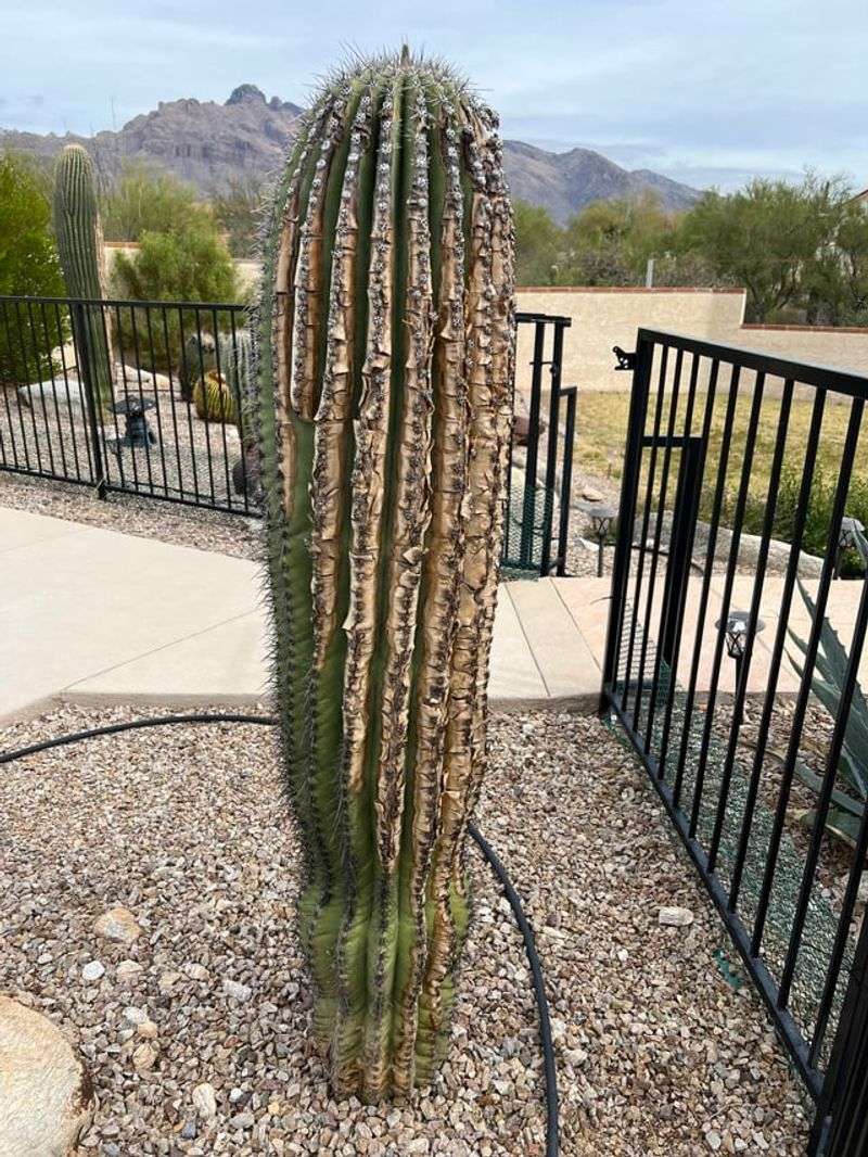 Avoid Watering Unless Conditions Stay Extremely Dry