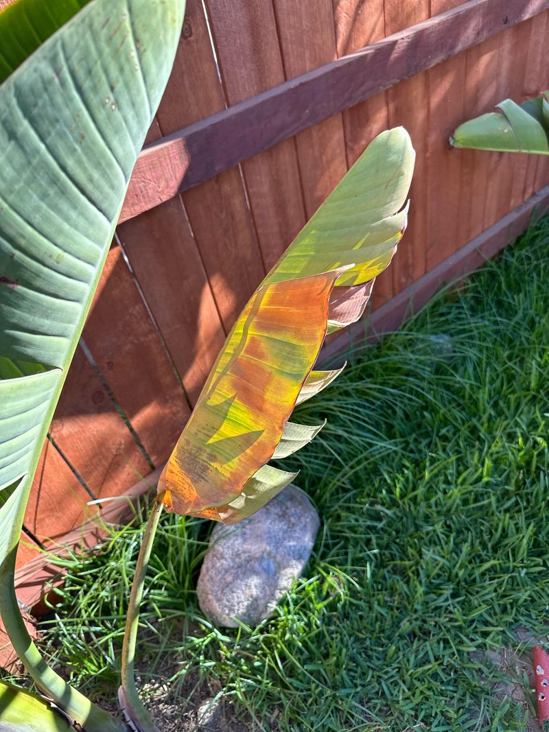 Rule Out Dry Soil Fast