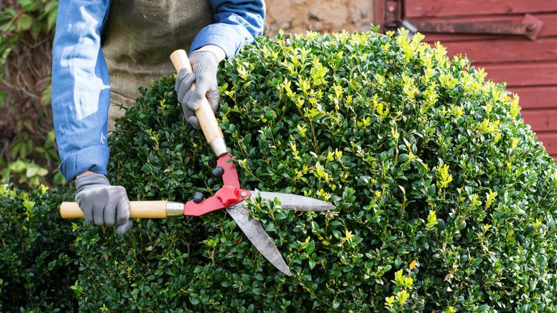 Prune Lightly To Shape And Remove Damaged Growth