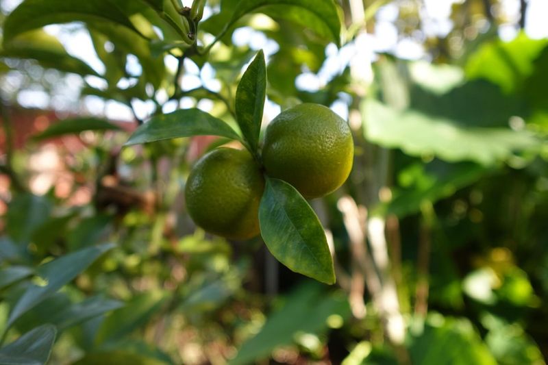 Apply Mulch To Keep Soil Moisture Stable