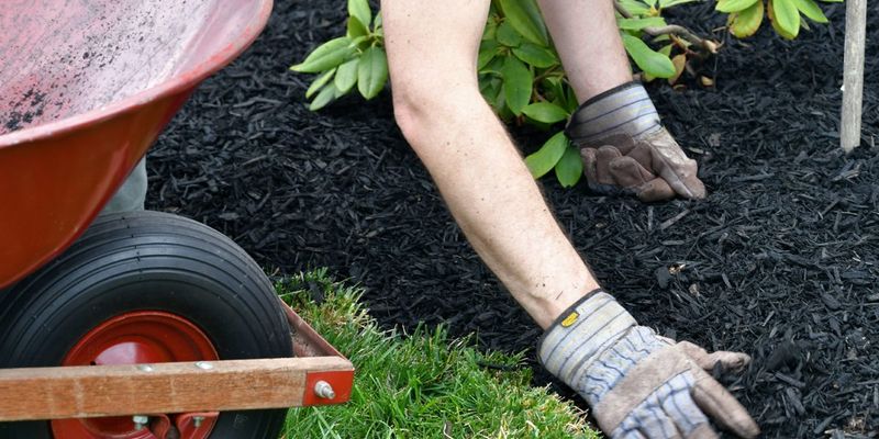 Refresh Mulch To Protect Roots From Drying Out Too Fast