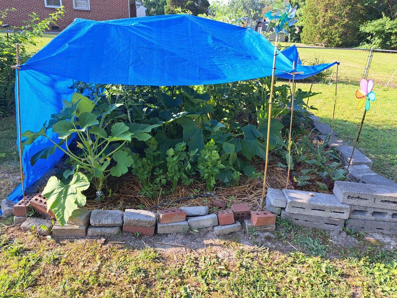 Provide Temporary Shade For Sensitive Plants