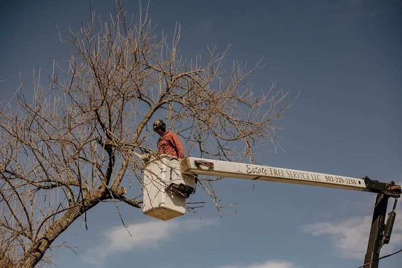 Who Pays For Trimming