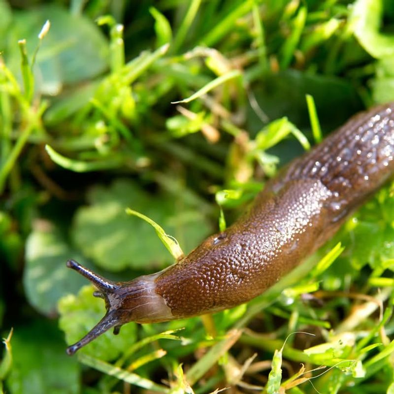 Start Slug And Pest Patrol Before Damage Spreads