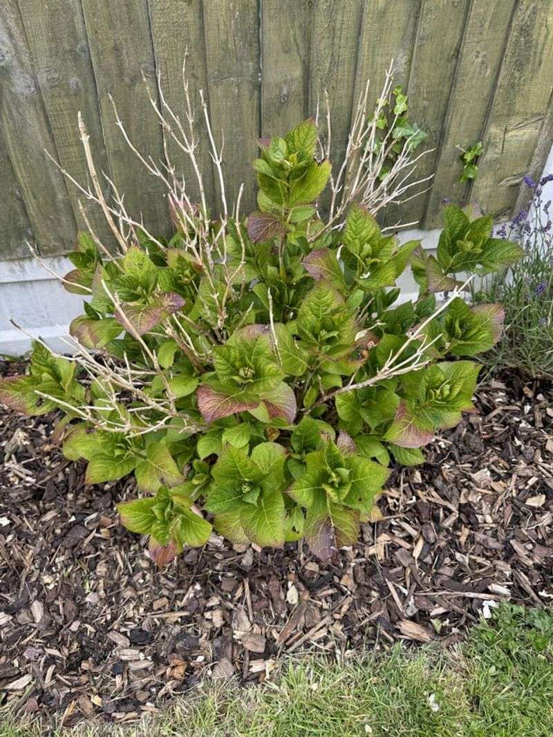 Remove Winter Damage To Support Strong Blooms