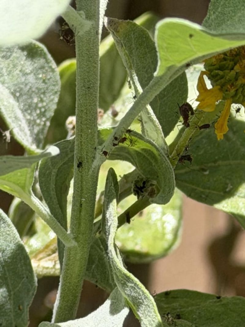 Inspect Trees For Pests Like Aphids, Citrus Leafminer, And Scale