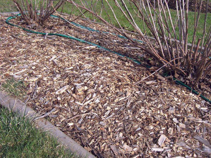 Apply A Light Layer Of Mulch To Retain Moisture