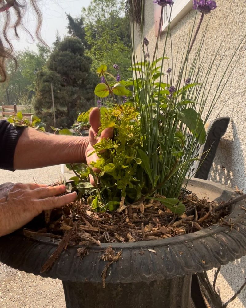 Add Mulch To Slow Surface Drying