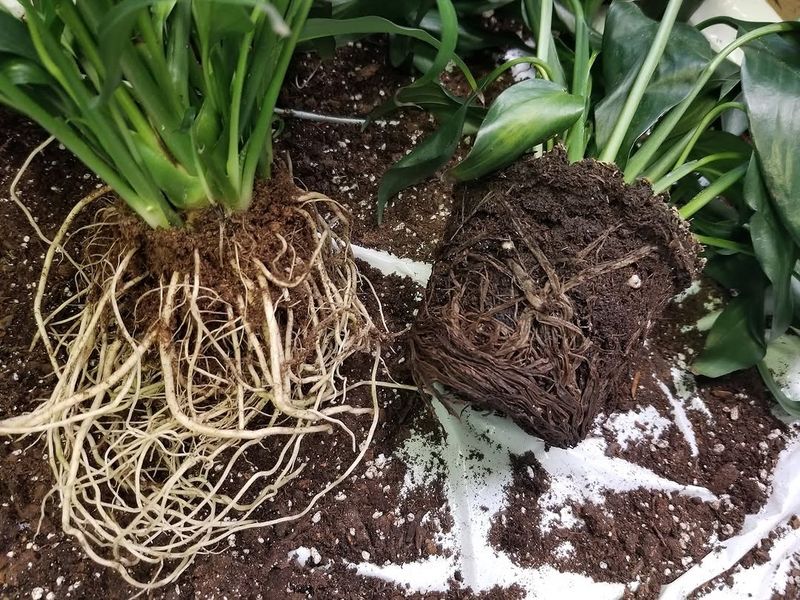 Inspect Roots When Planting