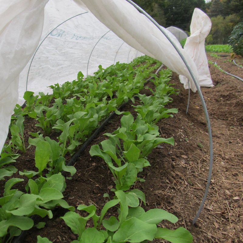 Use Row Covers More Aggressively If You Garden In Zone 5