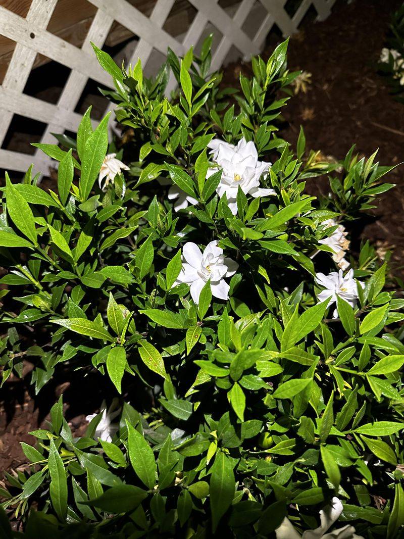 Add Mulch To Keep Roots Cool And Moist