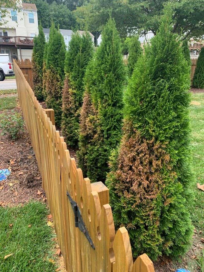 Look For Uniform Browning Versus Patchy Damage