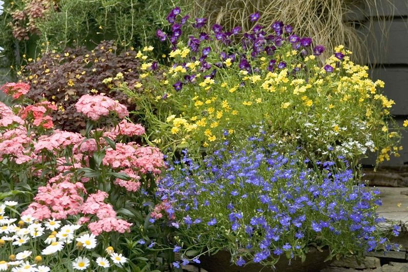 Pinch Back Certain Perennials For More Blooms