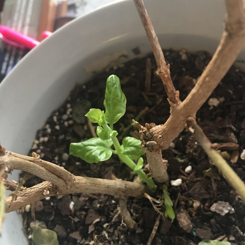 Wait Until Growth Clearly Starts Before Major Cuts