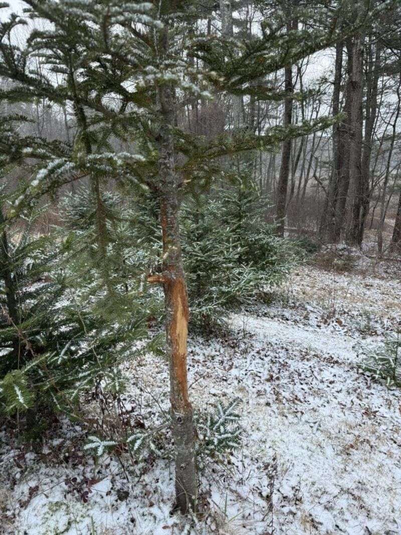 Look For Ragged Or Torn Branch Ends