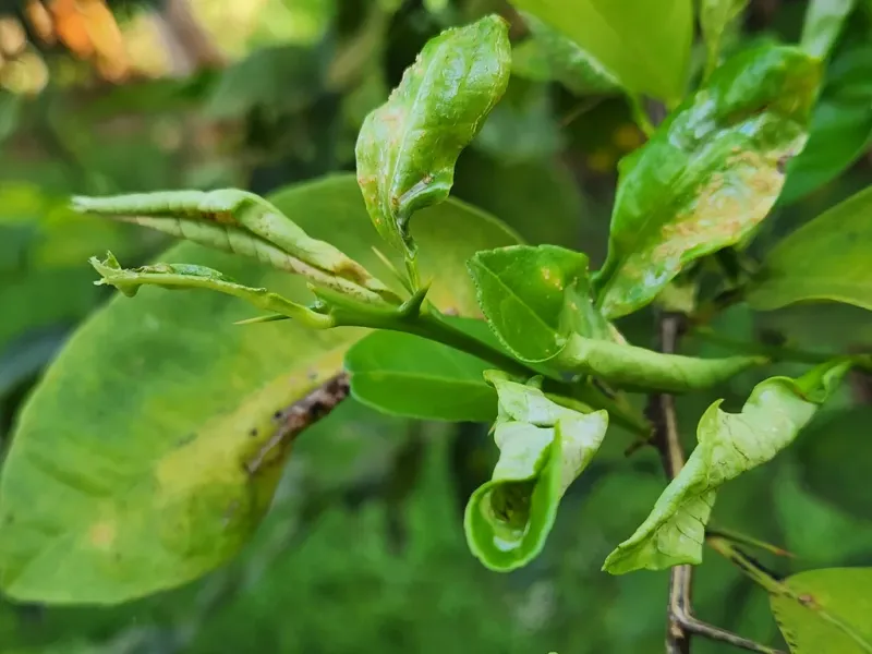 Overwatering Can Lead To Soft, Distorted Growth