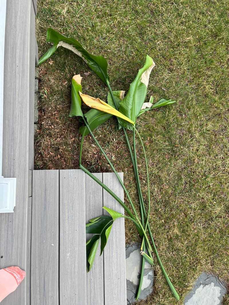 Trim Away Yellow Leaves