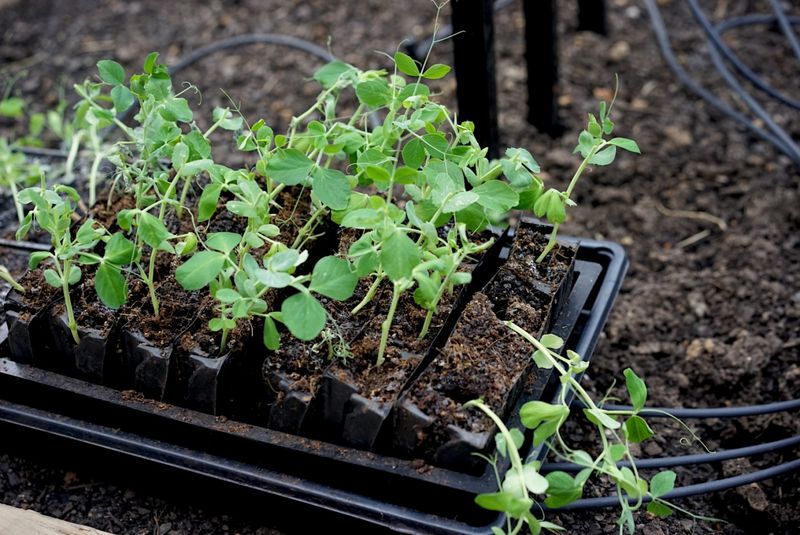 Harden Off Seedlings Before Moving Them Outside