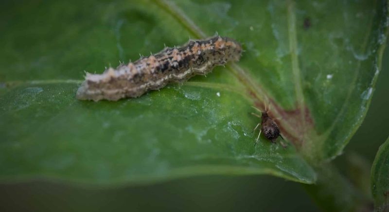 Watch For Early Pests